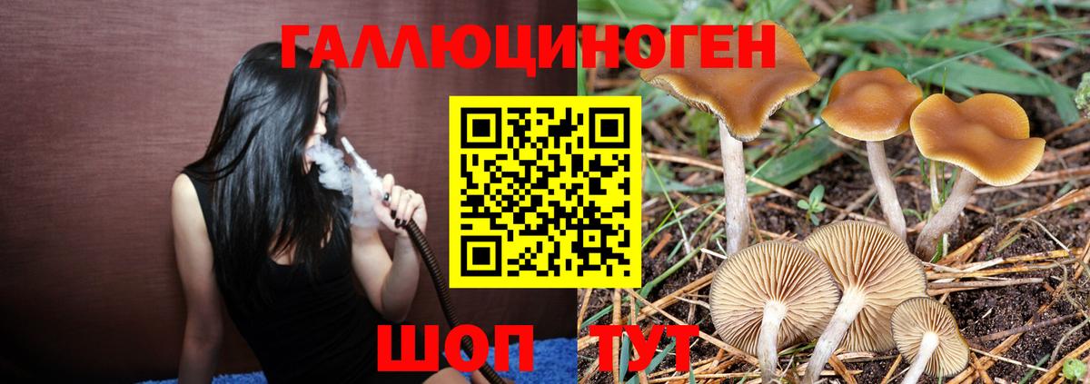 Галлюциногенные грибы Psilocybe  Вход с VPN  Псилоцибиновые грибы прущие грибы  Благодарный 